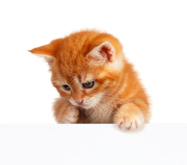 Fotoroleta ssak kot zwierzę kociak portret