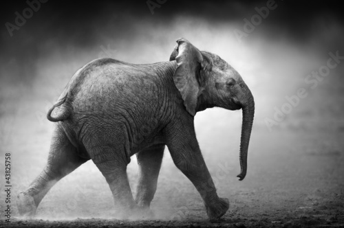 Naklejka na meble Baby Elephant running (Artistic processing)