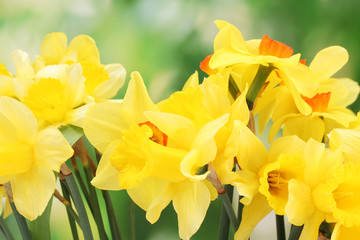 Wall Mural - beautiful yellow daffodils  on green background