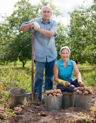 Poster - Two people harvested potatoes in field