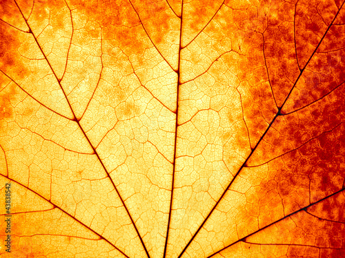 Naklejka dekoracyjna Autumnal background - macro of a colorful maple leaf