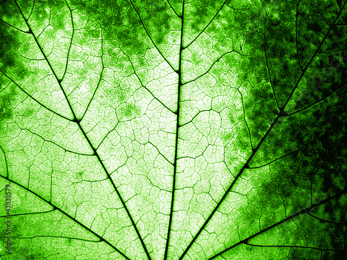 Plakat na zamówienie Macro of a green maple leaf