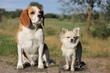 © juliawolff22 - beagle and chihuahua in a field