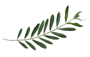 olive branch