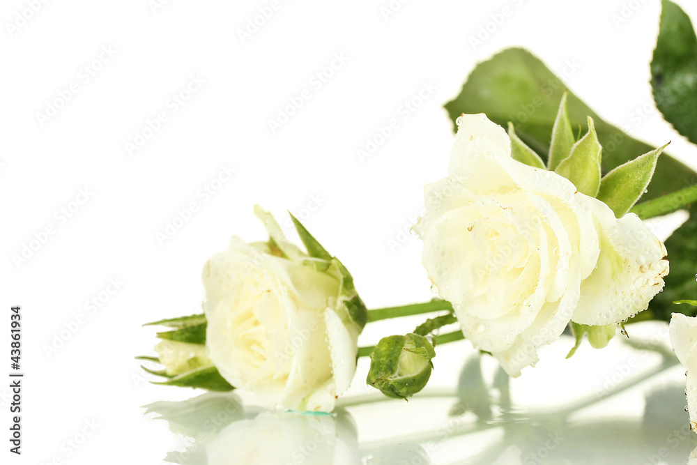 Beautiful white roses on white background close-up
