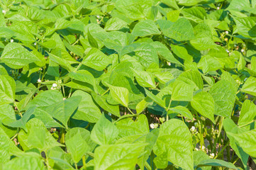 Flowering green beans plants