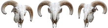 Skeleton Sheeps Head With Horns