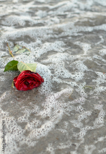 Naklejka dekoracyjna Rose zum Abschied mit Tränen