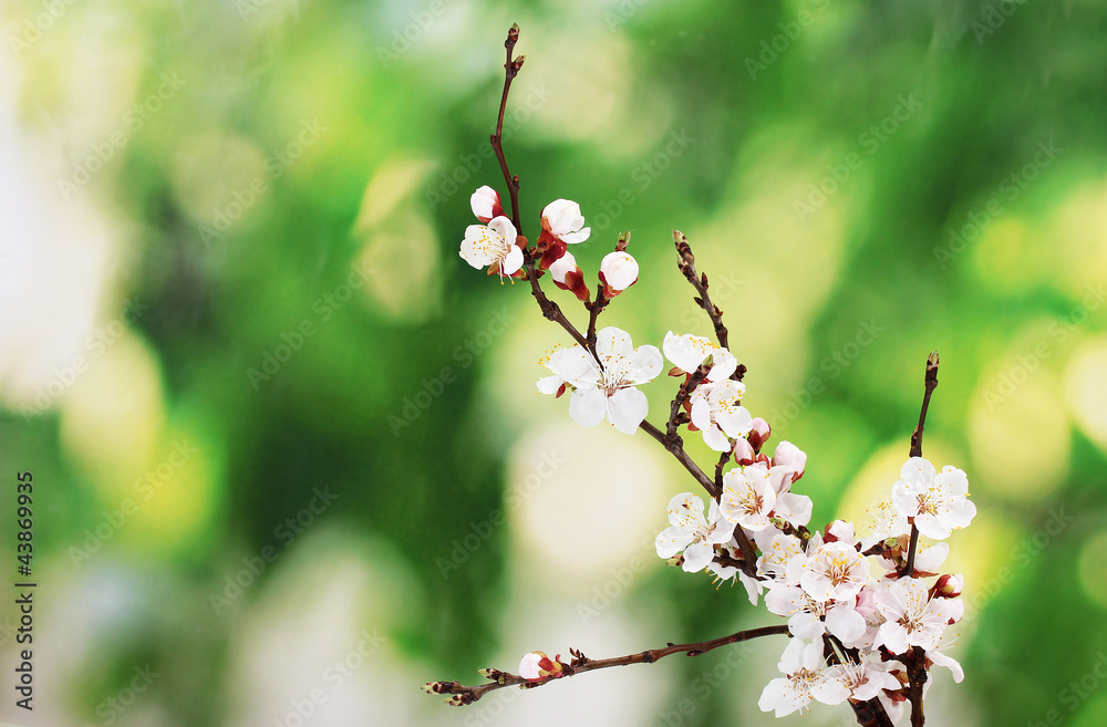 beautiful apricot blossom on green background.