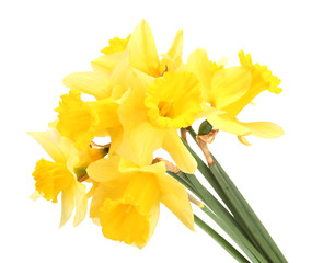 Wall Mural - beautiful yellow daffodils isolated on white