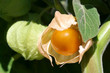 Andenbeere, Physalis, Obst