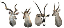 Stuffed Antelopes