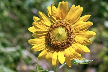 Wall Mural - sunflower