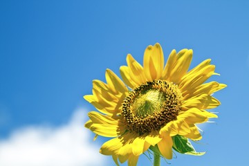 Wall Mural - sunflower