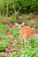 Wall Mural - sika deer