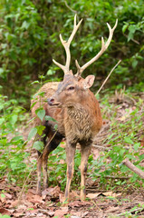 Wall Mural - sika deer