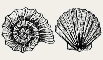 Wall Mural - Sea snail and scallop shell