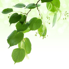 Wall Mural - Fresh green linden leaves border isolated on white