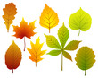 set of fall leaves