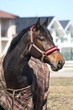 Black horse with checkered coat portrait