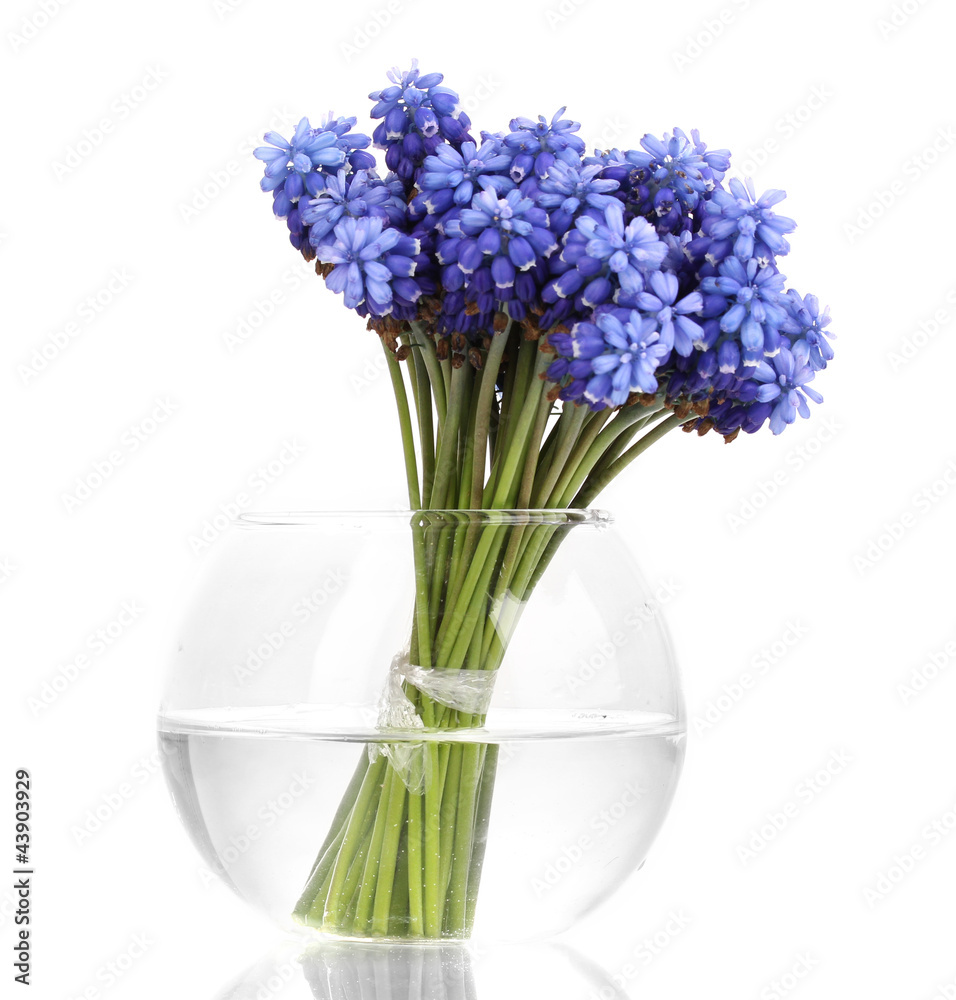 Muscari - hyacinth in vase isolated on white