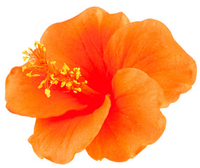 hibiscus orange