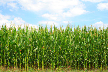 Corn green field