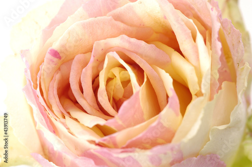 Close up of rose - 43913749