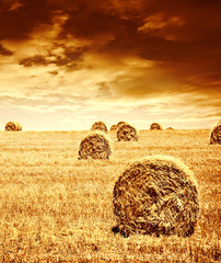 Poster - Wheat harvest time