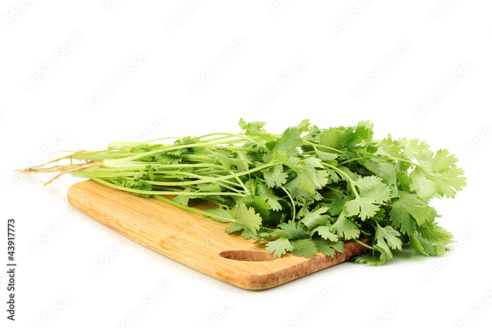 fresh coriander or cilantro on wooden board isolated on white
