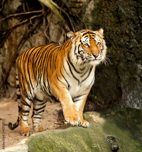 Zdjęcie XXL Portret Królewski Tygrys Bengalski