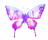 Fototapeta Motyle - butterfly,water-colou