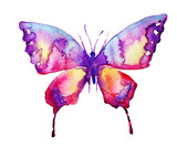 Fototapeta Motyle - butterfly,water-colou