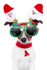 Poster - christmas  dog