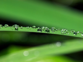 Canvas Print - Waterdrops