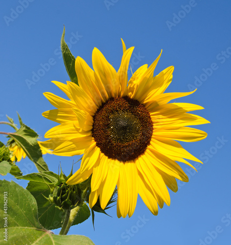 Naklejka nad blat kuchenny Sonnenblume: Farbe des Sommers