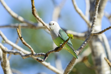 Wall Mural - grey-headed lovebird, ifaty