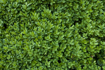 boxwood green background