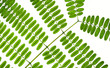 Leaf pattern details over white