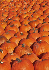 Pumpkin patch with hundreds of pumpkins