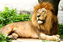 Lion Lying In Zoo