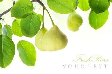 Wall Mural - Fresh ripe pears on branch border isolated on white