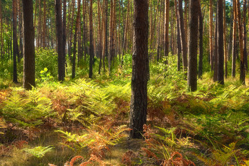Wall Mural - Colourful autumn landscape. Pine forest and fern