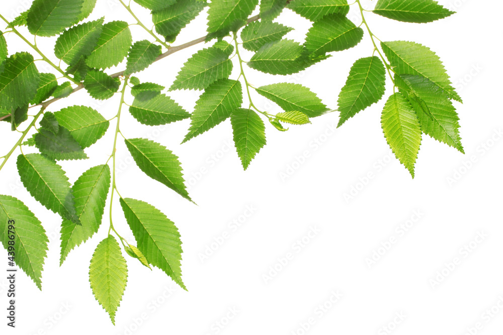 Beautiful green twig isolated on white