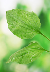 plantain leaves with drops on green background