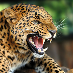 Wall Mural - leopard portrait