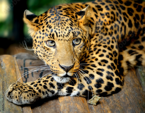 Naklejka na szybę Leopard portrait