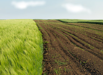 Canvas Print - ploughed field