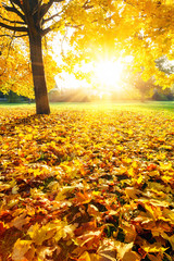 Sunny autumn foliage