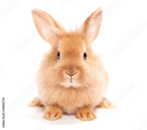 Foto-Doppelrollo - Rabbit isolated on a white background (von Smart Future)